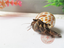 (Land hosts crab) New hand raised pets living Recessed Hiking Breed Crab 1-8CM Climbing Pamper