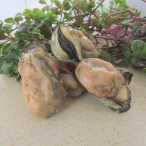 Two pieces of dried oysters dried oysters dried seafood dried goods dried oysters dried oysters dried oysters dried oysters dried oysters