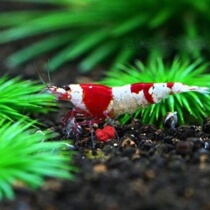 Red and white crystal shrimp tiger tooth meatballs pet shrimp live rice shrimp freshwater shrimp ornamental shrimp