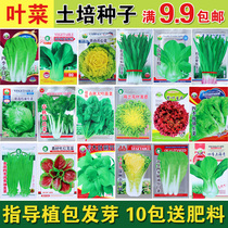 Special balcony Four Seasons seeds spinach fennel chrysanthemum chrysanthemum chrysanthemum chrysanthemum chrysanthemum