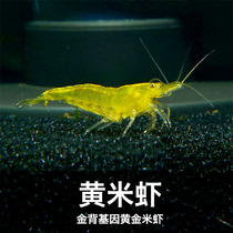 Fatfat Fish House Authentic Gold Rice Except Algae Shrimp Yellow Rice Shrimp Ornamental Shrimp Gold Back Gene Tool Pet Shrimp