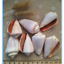 Red mouth snail natural shell conch fish tank landscaping Aquarium floor Mediterranean decoration