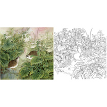  Gongbi painting white sketch background Quail bucket square 66*66 physical white paper print draft with color map 459T