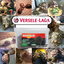 Belgian Van Sel reptile pasture turtle grain crawl pet land turtle feed red leg pasture leopard turtle radiation grain