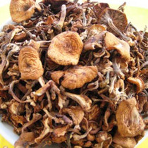 Changbai Mountain hazelnut mushroom pure natural wild grass mushroom northeast chicken stewed mushroom is better than shiitake mushroom diced 250g