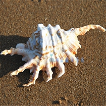 Conch shell coral sea star 11-16CM yellow mouth seven-horned black scorpion snail specimen collection aquarium home ornaments