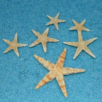 Natural pentagonal starfish mini starfish shell conch floating bottle platform Jelly Wax 1-9cm