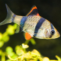 Tiger skin fish Live Aquarium World Pet fish Tropical ornamental fish Live breeding group swim