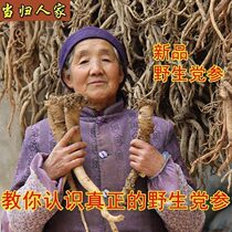Wild Dang Shen Premium Extra Large Dang 椮 500g Chinese Herbal Medicine Dang Shen Dajo Dang Sheng Dang Shen Wild Dang Shen Tea