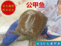 Rhubarb turtle old turtle 4 5 pounds male turtle 270 yuan Water fish ball fish son of a bitch Chinese turtle loose ecology