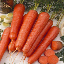 Carrot easy to grow white radish sowing summer autumn balcony indoor flowerpot planting vegetables fruits and vegetables seeds