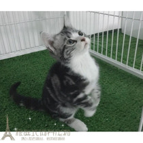 Pre-sale US shorthair cat standard silver tabby plus white purebred blood beauty short pet cat for sale p