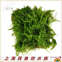 Aquarium fish tank Scape Tearful Moss Water Leaf Water Grass Attached 8 × 8 cm Stainless Steel Net