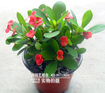 Tiger Spurs plum potted radiation purifying air suction formaldehyde plant potted indoor green plant flowering period length