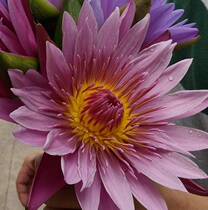 Fresh Powder Lotus Flowers Perfume Lotus Fresh Flower Super water tonic to delay aging 3 catties