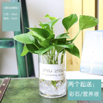 (Day specials) Large hydroponic vase flowerpot glass creative transparent dinosaur egg goose egg square Round Green