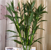 Simulation of rich bamboo open bamboo pastoral rural living room room fake flower silk flower decoration flower green flower art