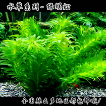 Water grass~Aquarium water grass~Fish tank water grass~Water Yun grass~Green centipede grass~Centipede grass rear view grass