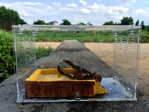 Large resin turtle bath tub Water basin Reptile bath pool Tortoise Lizard snake Palace bath special water basin