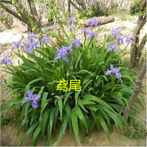 (A piece of 10 iris) courtyard pool Greening Iris aquatic plants rockery Greening aquatic plants