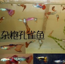 Guppy tropical fish live ornamental fish male and female random spot 1 5-2cm package loss