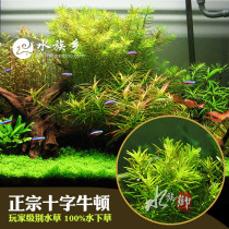 Aquarium Township] Cross Newton fish tank aquarium landscaping authentic water leaves with stem red water grass in the back view