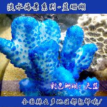 Three lakes fish Alkaline fish Sea water fish tank Fish tank decoration water grass tank set Sky blue coral sea water tank