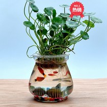 Dragon egg type wax gourd glass transparent vase plant hydroponic container green water basin desktop fish tank