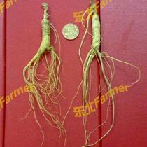 Although the northeastern forest of the special products of non-wild mountain sender is disabled but the gods are slightly disabled as Jiadeo good