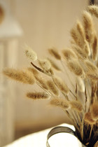  ZAKKA original ecological natural rabbit tail grass Dog tail grass dried flower hay dried flower FOREST pastoral style