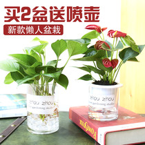 Anthurium green and white palm office potted indoor potted bamboo bronze grass cylindrical glass vase hydroponic plant
