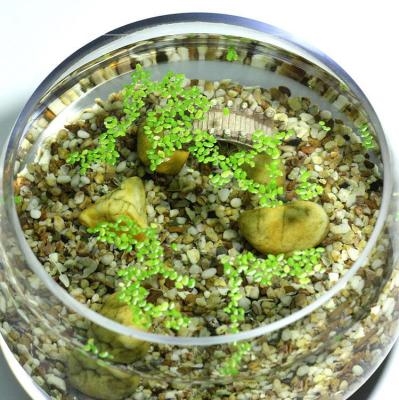 Duckweed small centipede grass tropical fish pond fish landscaping four seasons scenery is really soft to watch seaweed pond fish