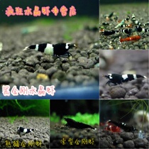 Black Crystal Shrimp Panda Suo All Black Black Crystal Shrimp Pure Line Thick Black Crystal Shrimp Ornamental Shrimp