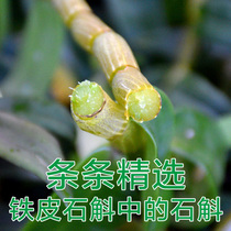 (Ancient town) Dendrobium candidum fresh strips Huo Shan Dendrobium on the five-year-old forest on the forest of Dendrobium candidum