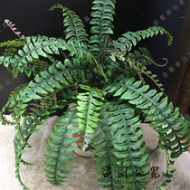 Simulation fern green plant fern grass Persian grass with fish tail ribs grass tropical plant engineering landscape decoration Fern grass