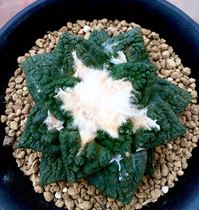 Peony ball rock peony real gardening cauliflower Peony