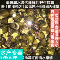 Wild fresh live spicy snail powder snail snail snail snail Cantonese crisp snail snail Cantonese snail snail cover live