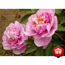 High Definition Shadow Photo Album Making System Fancy Album Making Software Personal Photo Album Making Software