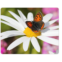 Flowers and trees mouse pad chrysanthemum butterfly Daisy collecting honey figure mouse pad specifications 20*26*0 5 thickened model