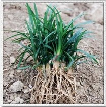 Seedling dwarf grass (Jade Dragon grass) for greening flower bed Community Greening plant