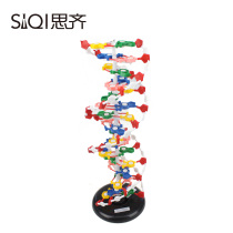 3212 Large Number DNA Molecular Structure Model Bioinstrumentation Teaching Instruments