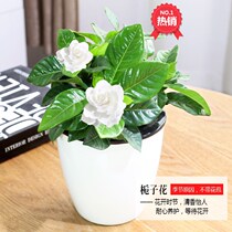 Green Luo small potted aloe plant with basin living room indoor office green plant lazy man automatic suction hydroponics