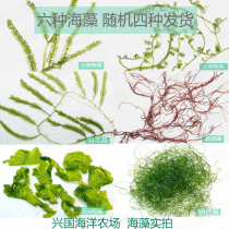 Seaweed combination Algae Grape algae Wire algae Feather algae Ulva dragon beard algae Tank bucket Nutrient salt Sea water fish opening