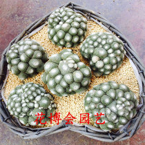 (Flower Expo_Cactus Truffle Jade) Cactus Ball Falling Non-Yangsheng Pill Planting