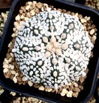 Cactus Super Pocket seedling