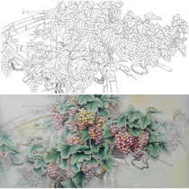 Meticulous painting line drawing manuscript Sun Xi grape 66*132 physical white paper printed manuscript with color picture 075T