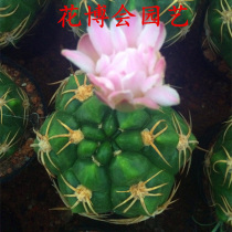 With buds delivery of cactus ball Tianwang pill promotion for many years in the South open pink flower succulent plant potted