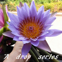 Special Price Fresh Blue Lotus Flowers Strong Effect Water Replenishing Delay Aging Extraction Pure Dew Floral Material Takes 3 Catties