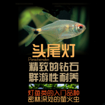 South American water ethnic head tail light fish light fish light corfish small tropical fish ornamental fish living fish