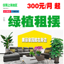 Office Shopping mall Company greening Green plant rental pendulum potted plant rental Green plant wall greening Door-to-door maintenance